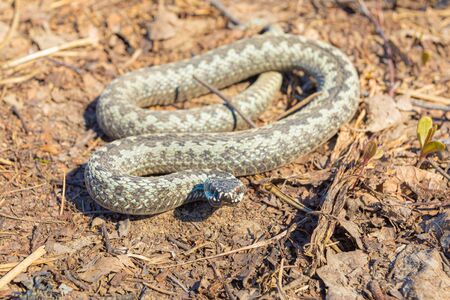 Gray viper or adder in attacking or defencive pose