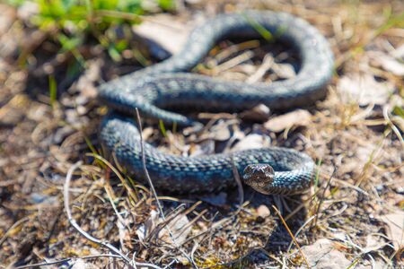 Gray viper or adder in attacking or defencive pose