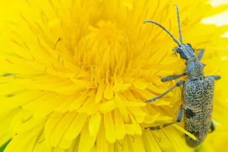 Bug or beetle on the yellow dandelion flower