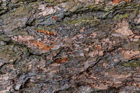 The pine bark texture or background. The macro shot of tree stump. The shot is made by means of...