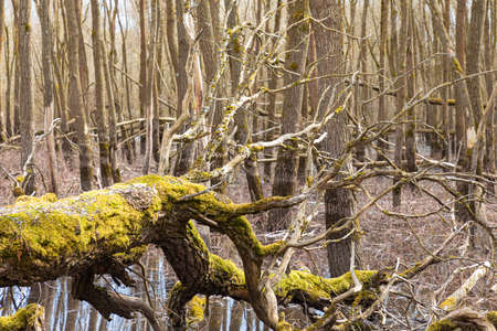 Beautiful landscape of big trunk, log or beam of fallen tree covered with moss and lichen in water...
