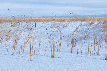 Beautiful bright, vivid and colorful winter landscape of blue sky and lake, river or pound under snow with cane thicketの写真素材