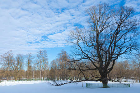 Beautiful bright and vivid landscape of winter or spring landscape of alone old oak tree on the background of forest or park with ice and snow in sunny weatherの写真素材