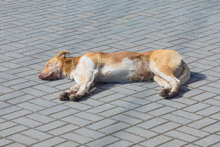 Homeless russet or brown dirty dog, cur or mongrel sunbathing on the city or town tile sidewalk or pavement in the warm clear spring or summer sunny dayの写真素材