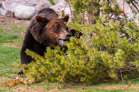 Grizzly Bear that is having funの写真素材