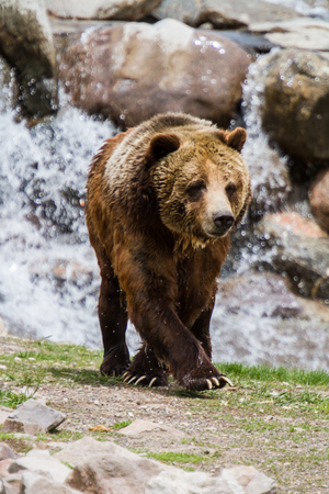 Grizzly Bear that is having funの写真素材