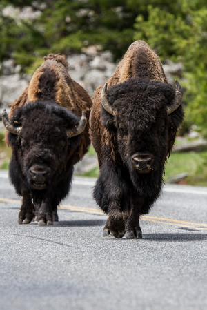 American Buffalos in Yellowstone National Park