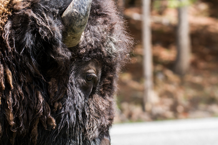American Buffalo in Yellowstone National Parkの写真素材