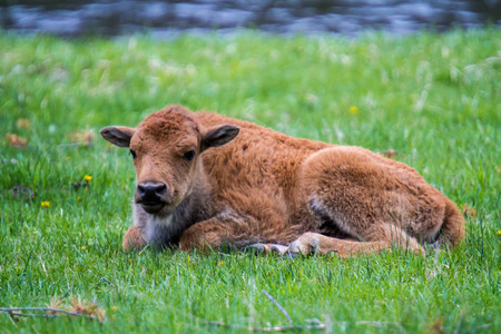 Baby American Buffalo in Yellowstone National Parkの写真素材