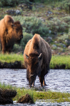 American Buffalo in Yellowstone National Park