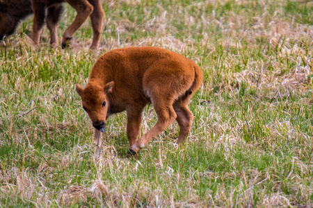 Baby American Buffalo in Yellowstone National Parkの写真素材