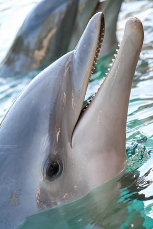 Dolphinの写真素材