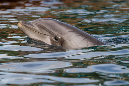 Dolphinの写真素材