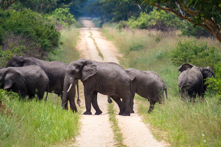 Elephantsの写真素材