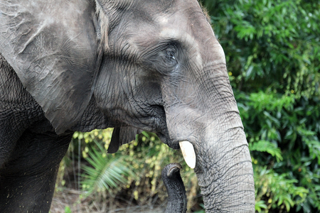 Elephantの写真素材
