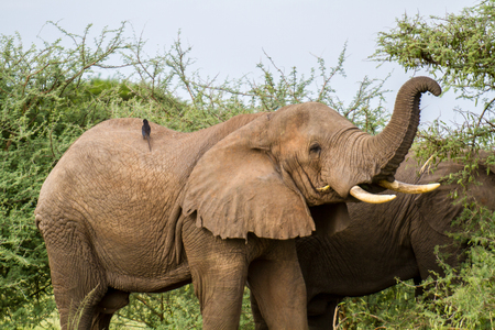 Elephantの写真素材