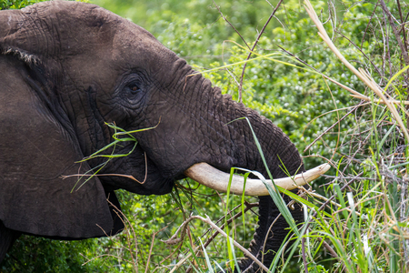 Elephantの写真素材