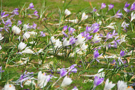 Windy flowerの写真素材