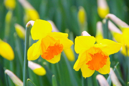 Yellow flowersの写真素材