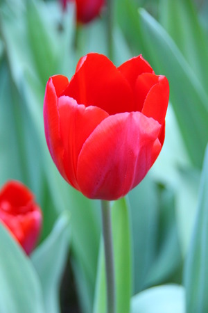 Tulipの写真素材