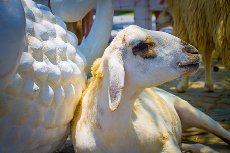 Lambs lying on the floorの写真素材