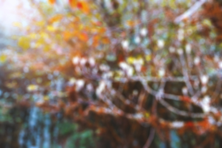 autumn background blurred bokeh landscape trees and leavesの写真素材
