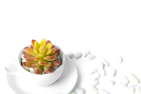 orange succulent in the white cup with white stone on old wood background ,have white stone around the cupの写真素材