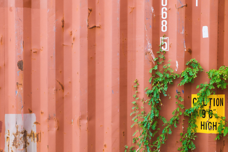 Old container with ivy growth at front.