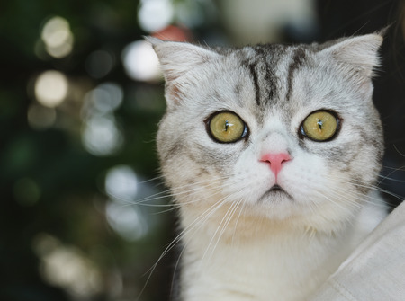 White cat Scottish fold  interest for somethingの写真素材