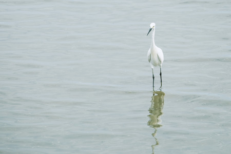 Heron stand in water for watching the fishの写真素材