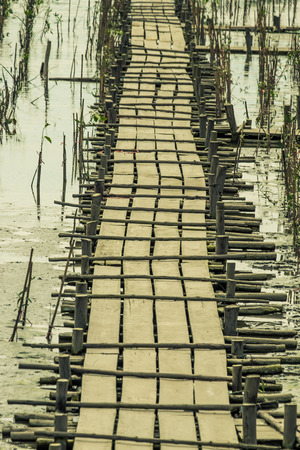 The walkway is made of wooden boards stretching along the mangrove forest.の写真素材