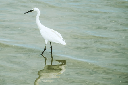 Heron stand in water for watching the fishの写真素材
