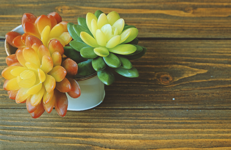 Green and orange succulent plant in vintage vassel on wooden tableの写真素材