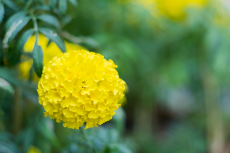 Soft focused on Marigoldsの写真素材