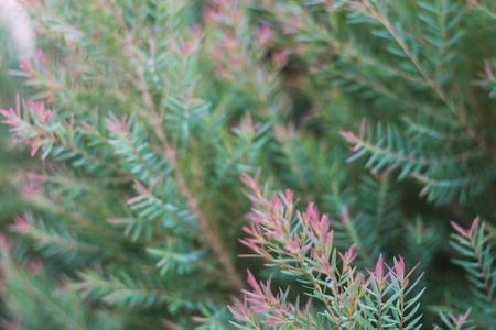 Blur of red and green leafの写真素材