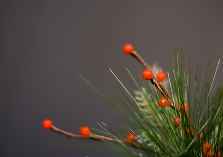 Soft focused on Holly tree ,sign of Christmas festivalの写真素材