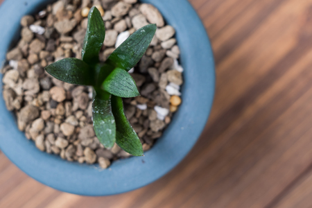 Succulent in blue  potの写真素材