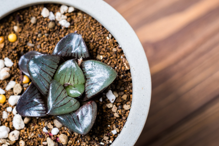 Succulent in grey potの写真素材