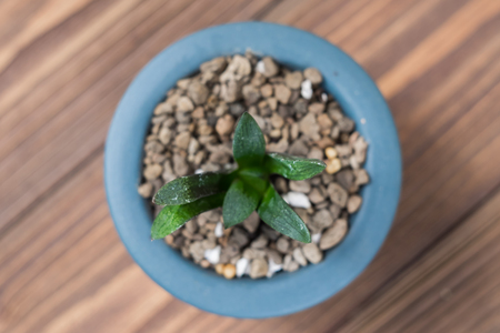 Succulent in blue potの写真素材