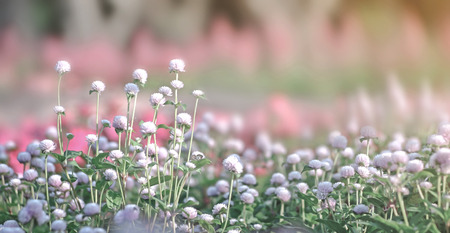 Soft focused on pink flowers bloom on abstract blurred background  in a vast flower field. Beautiful...