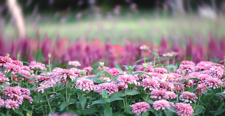 Soft focused on pink flowers bloom on abstract blurred background  in a vast flower field. Beautiful and refreshing when see this sceneryの写真素材