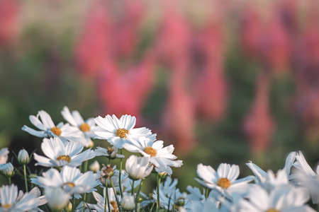 Soft focused on white flowers bloom on abstract blurred background  in a vast flower field. Beautiful and refreshing when see this sceneryの写真素材