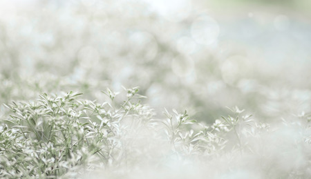 Abstract blurred of white flowers  bloom on abstract blurred background  in a vast flower field. Beautiful and refreshing when see this sceneryの写真素材