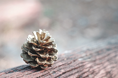 Gold pine cones placed on a timber in the woods under the large pine trees.