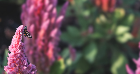 Soft focused on pink flowers bloom on abstract blurred background  in a vast flower field. Beautiful and refreshing when see this sceneryの写真素材