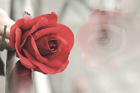 The girl holding red rose and give for someone.の写真素材