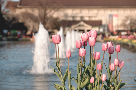 Tulips are beautifully planted in front of the fountain at the park.の写真素材