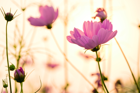 Soft focused on pink flower with evening twilight lightの写真素材