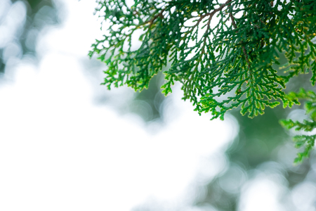 Soft focused on Pine leaf on white bbakgroundの写真素材