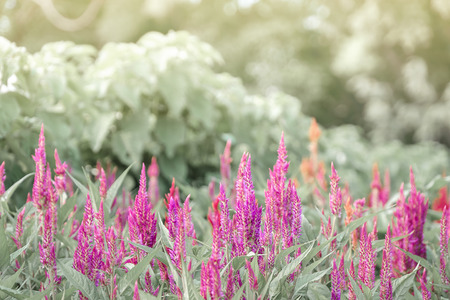 Soft focused on pink flowers bloom on abstract blurred background  in a vast flower field. Beautiful and refreshing when see this sceneryの写真素材